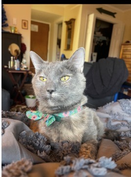 Kippy (fka Daphne), an adoptable Domestic Short Hair in Cumberland, ME, 04021 | Photo Image 2