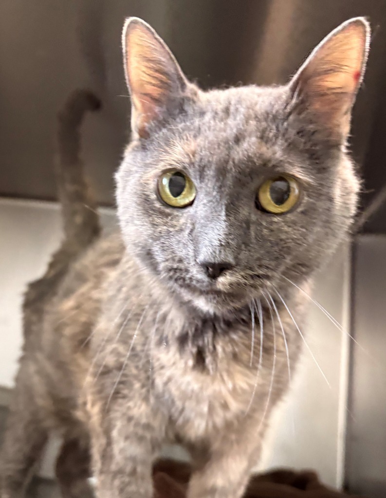 Kippy (fka Daphne), an adoptable Domestic Short Hair in Cumberland, ME, 04021 | Photo Image 3