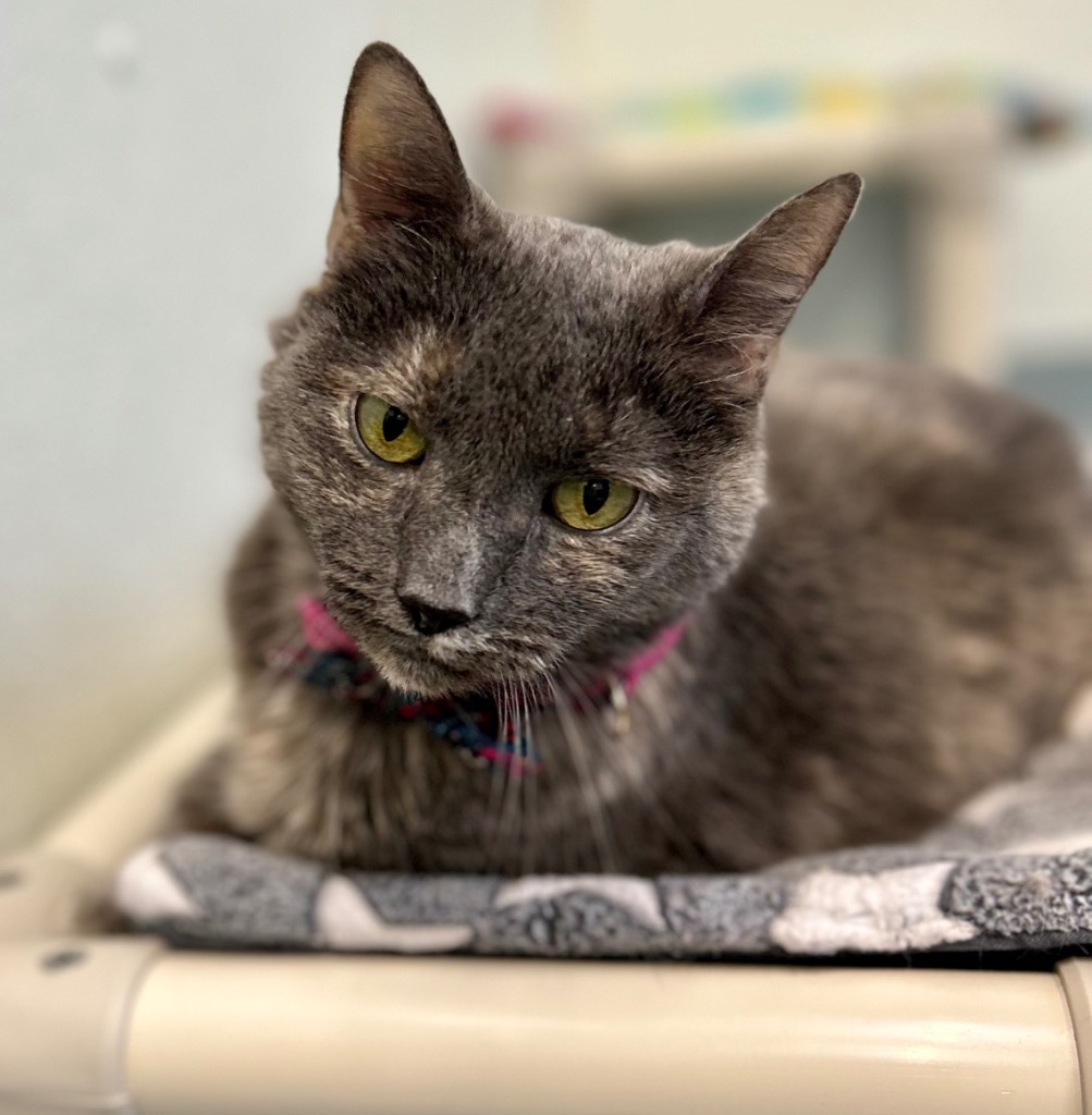 Kippy (fka Daphne), an adoptable Domestic Short Hair in Cumberland, ME, 04021 | Photo Image 3