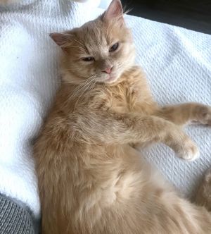 Apple Pie, Young Male Domestic Medium Hair