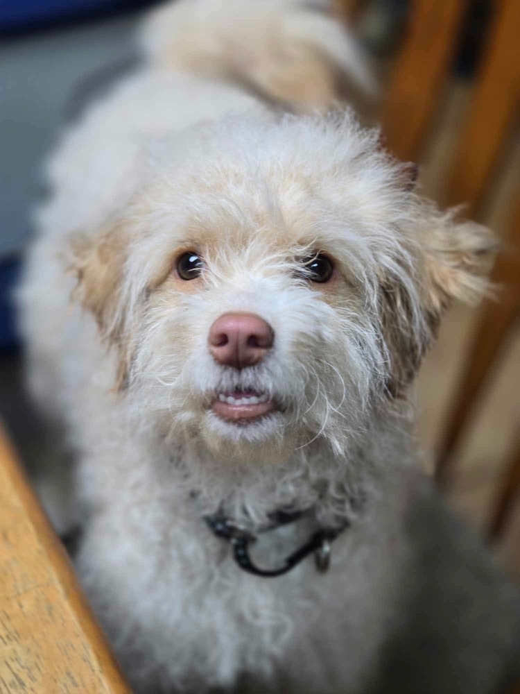 LILY, an adoptable Goldendoodle in Dallas, PA, 18612 | Photo Image 1
