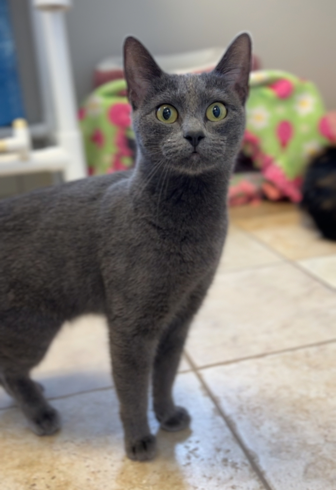 Rainee, an adoptable Domestic Short Hair in Bemidji, MN, 56601 | Photo Image 1