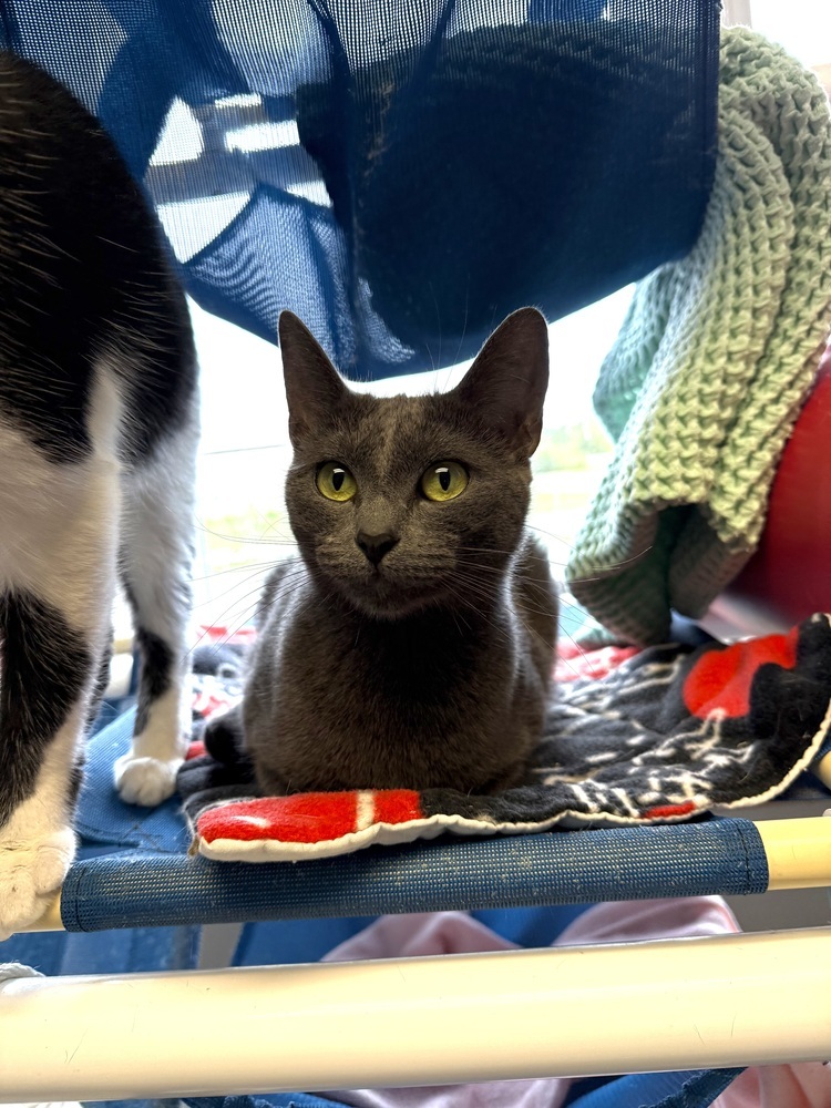 Rainee, an adoptable Domestic Short Hair in Bemidji, MN, 56601 | Photo Image 2