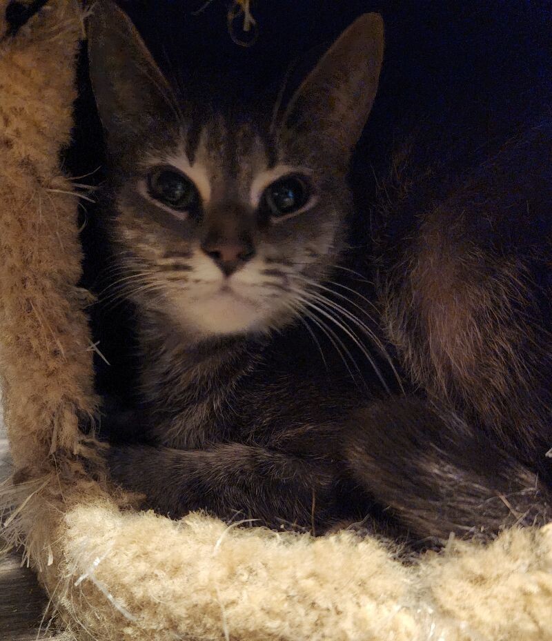 Bean Burrito