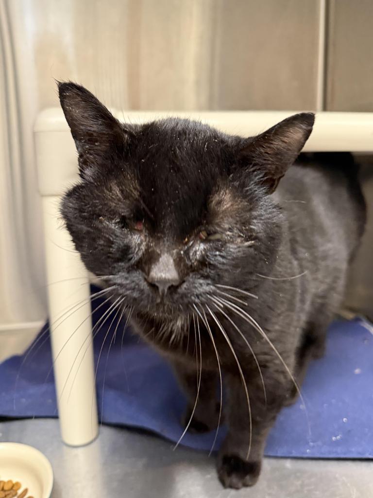 Ripley, an adoptable Domestic Short Hair in Ontario, OR, 97914 | Photo Image 1