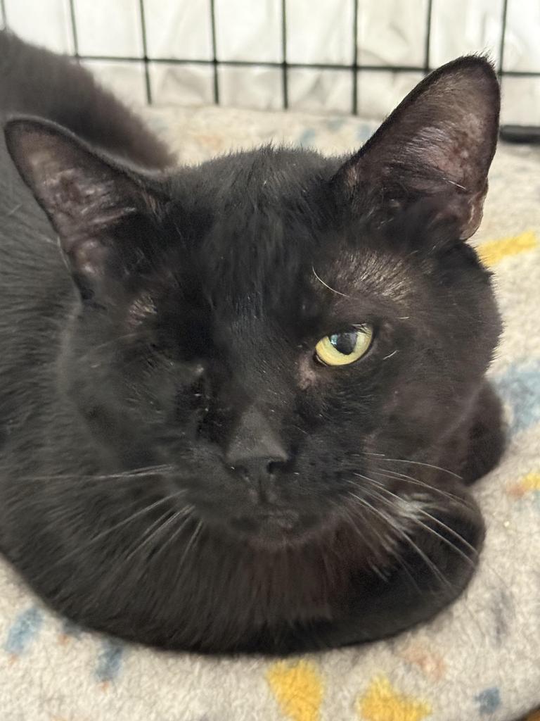 Ripley, an adoptable Domestic Short Hair in Ontario, OR, 97914 | Photo Image 1