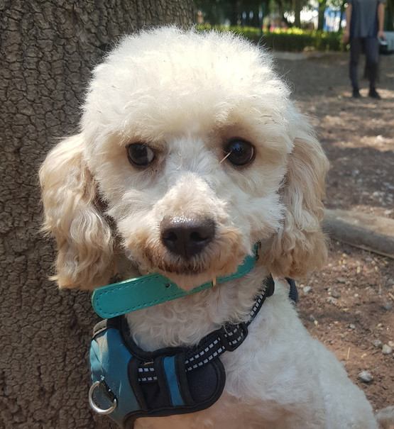 MOSHA - FOSTERED, an adoptable Poodle in Langley, BC, V2Y 3K1 | Photo Image 1