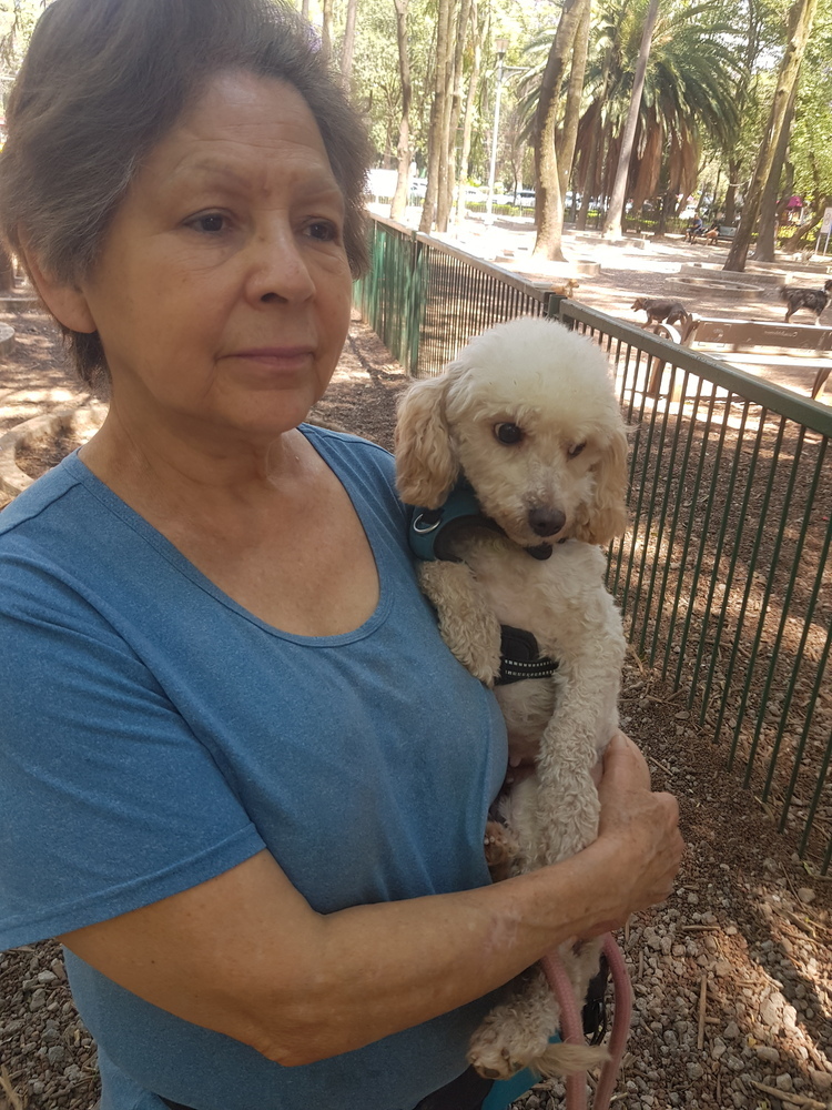 MOSHA - FOSTERED, an adoptable Poodle in Langley, BC, V2Y 3K1 | Photo Image 3