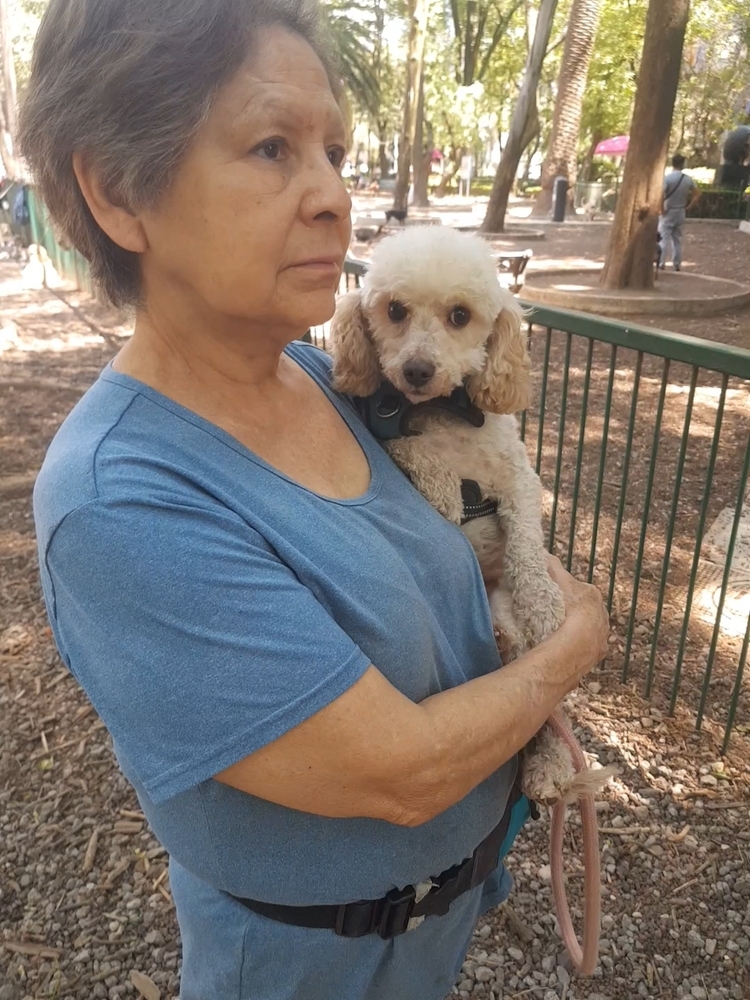 MOSHA - FOSTERED, an adoptable Poodle in Langley, BC, V2Y 3K1 | Photo Image 4