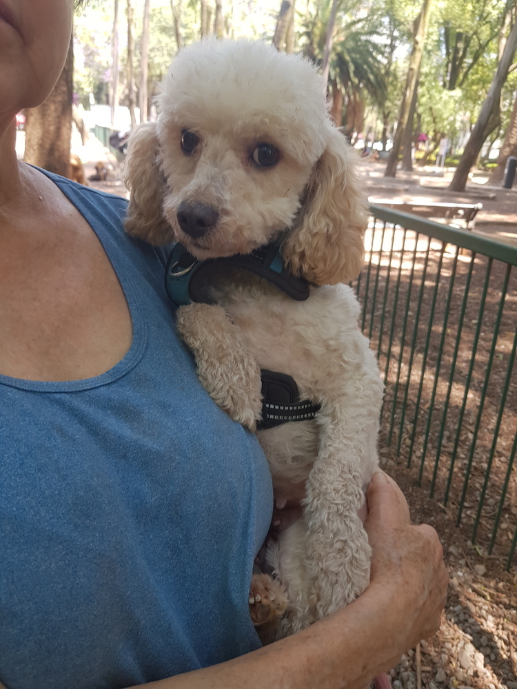 MOSHA - FOSTERED, an adoptable Poodle in Langley, BC, V2Y 3K1 | Photo Image 5