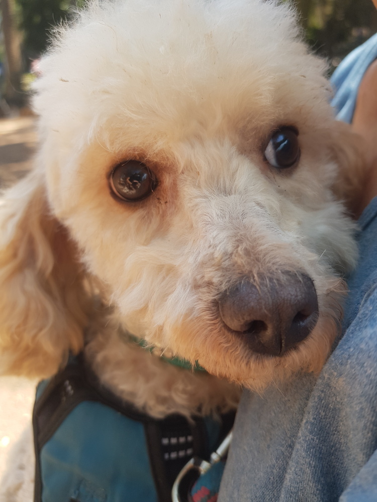 MOSHA - FOSTERED, an adoptable Poodle in Langley, BC, V2Y 3K1 | Photo Image 6