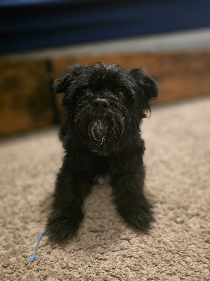 Doc, an adoptable Affenpinscher in Windsor, CO, 80550 | Photo Image 1