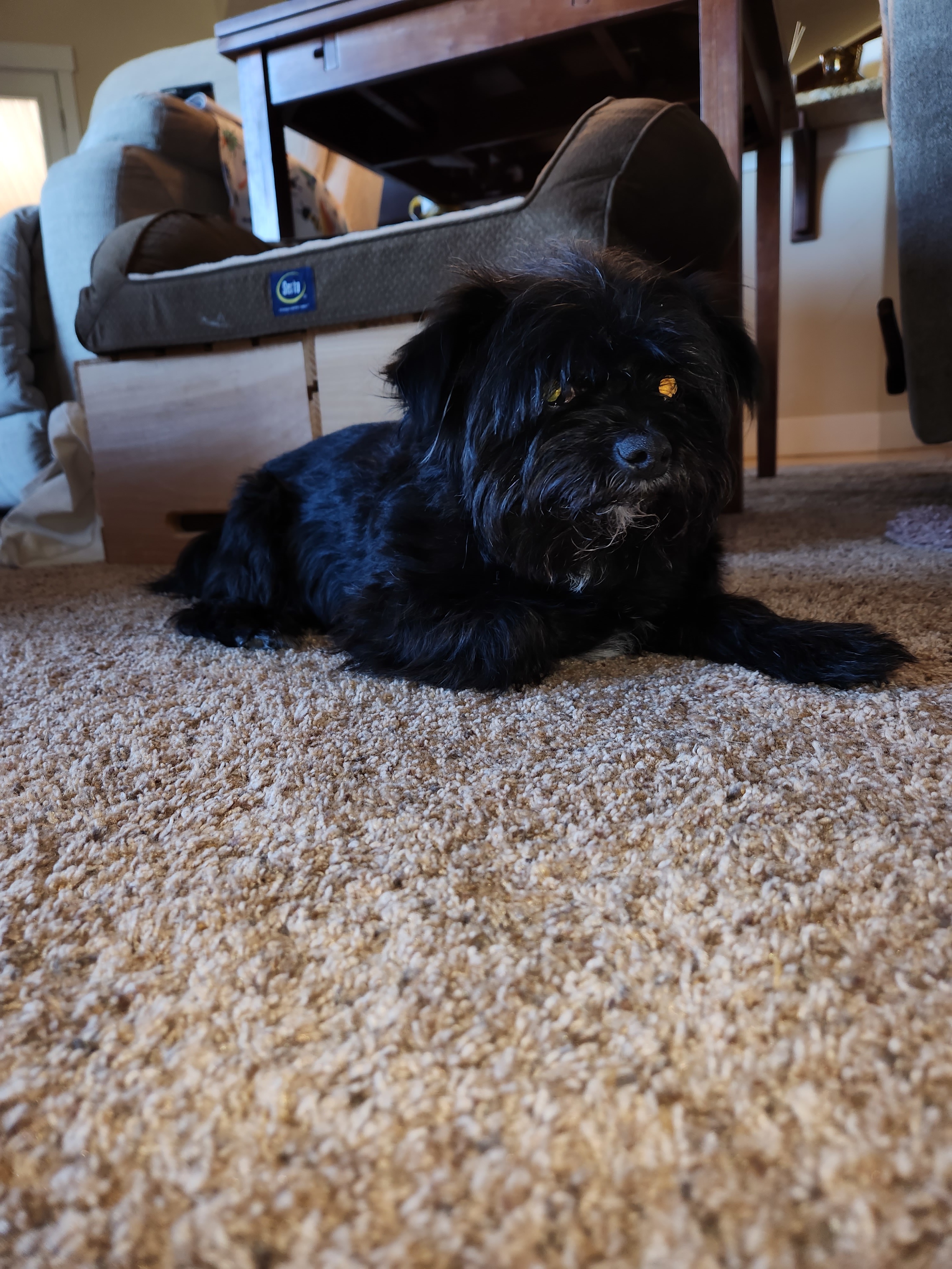 Doc, an adoptable Affenpinscher in Windsor, CO, 80550 | Photo Image 2