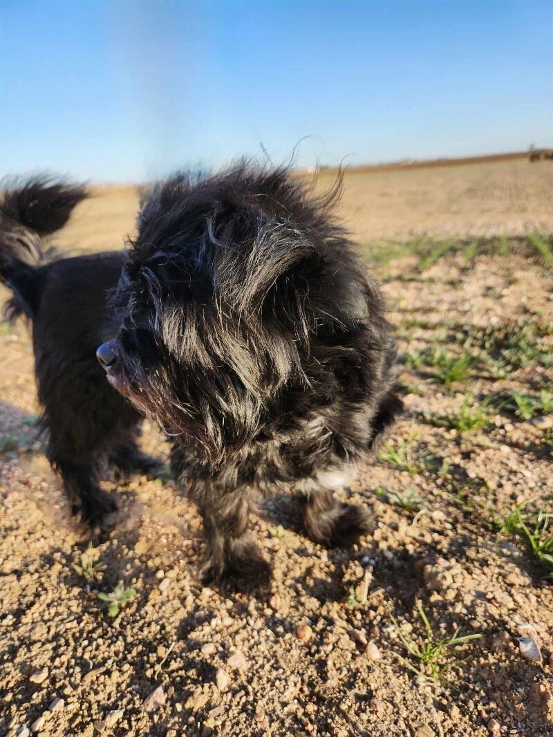 Doc, an adoptable Affenpinscher in Windsor, CO, 80550 | Photo Image 3