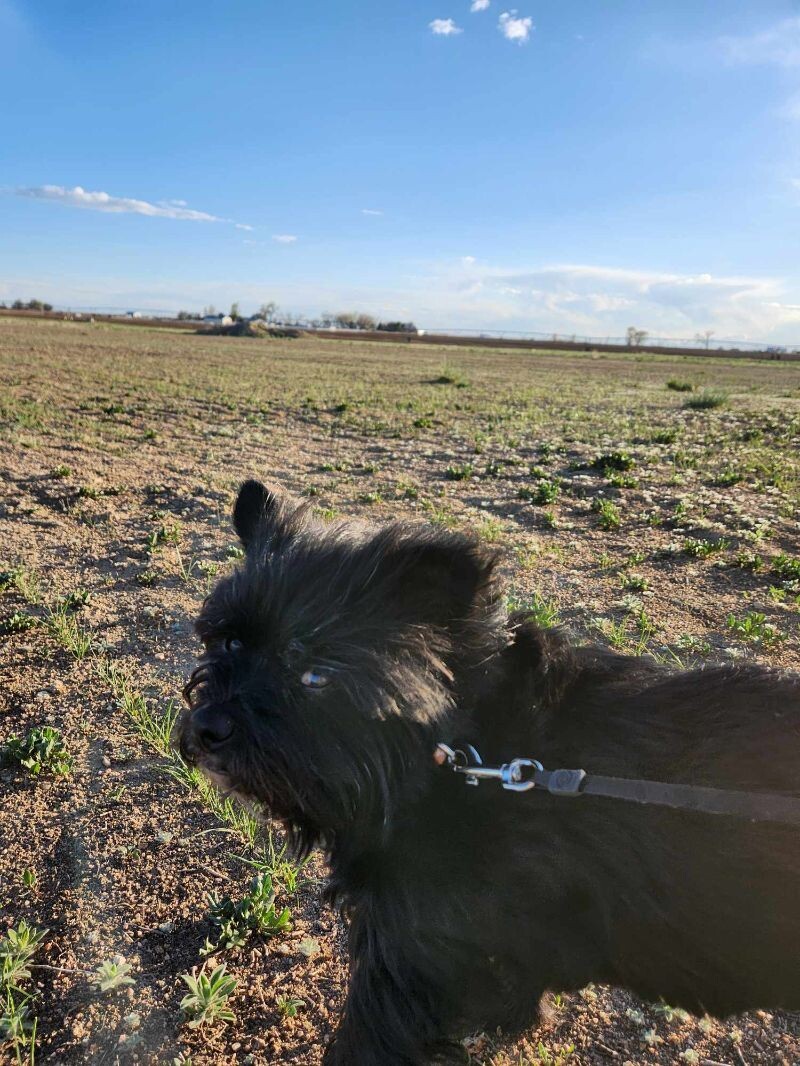 Doc, an adoptable Affenpinscher in Windsor, CO, 80550 | Photo Image 4