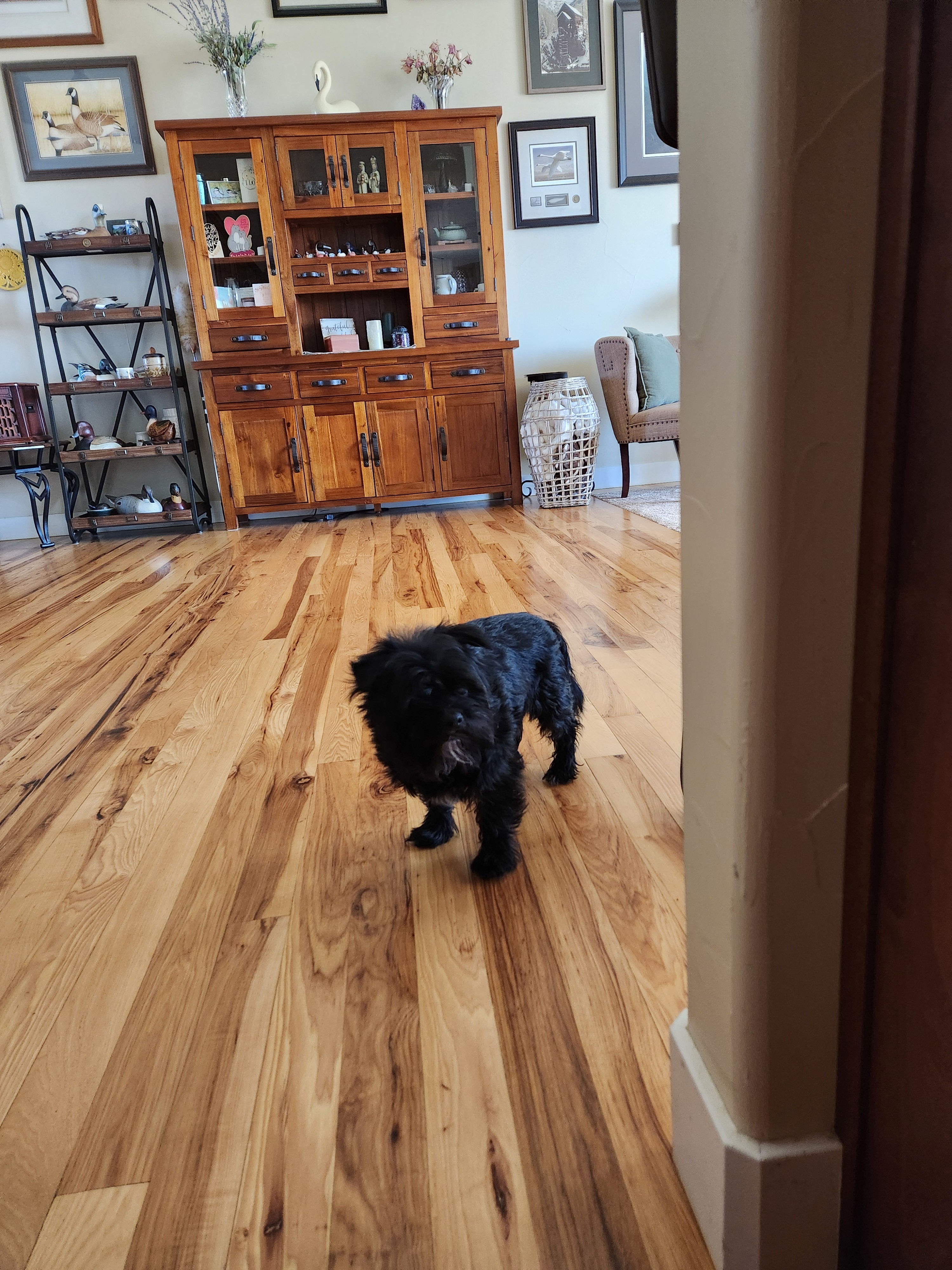 Doc, an adoptable Affenpinscher in Windsor, CO, 80550 | Photo Image 5