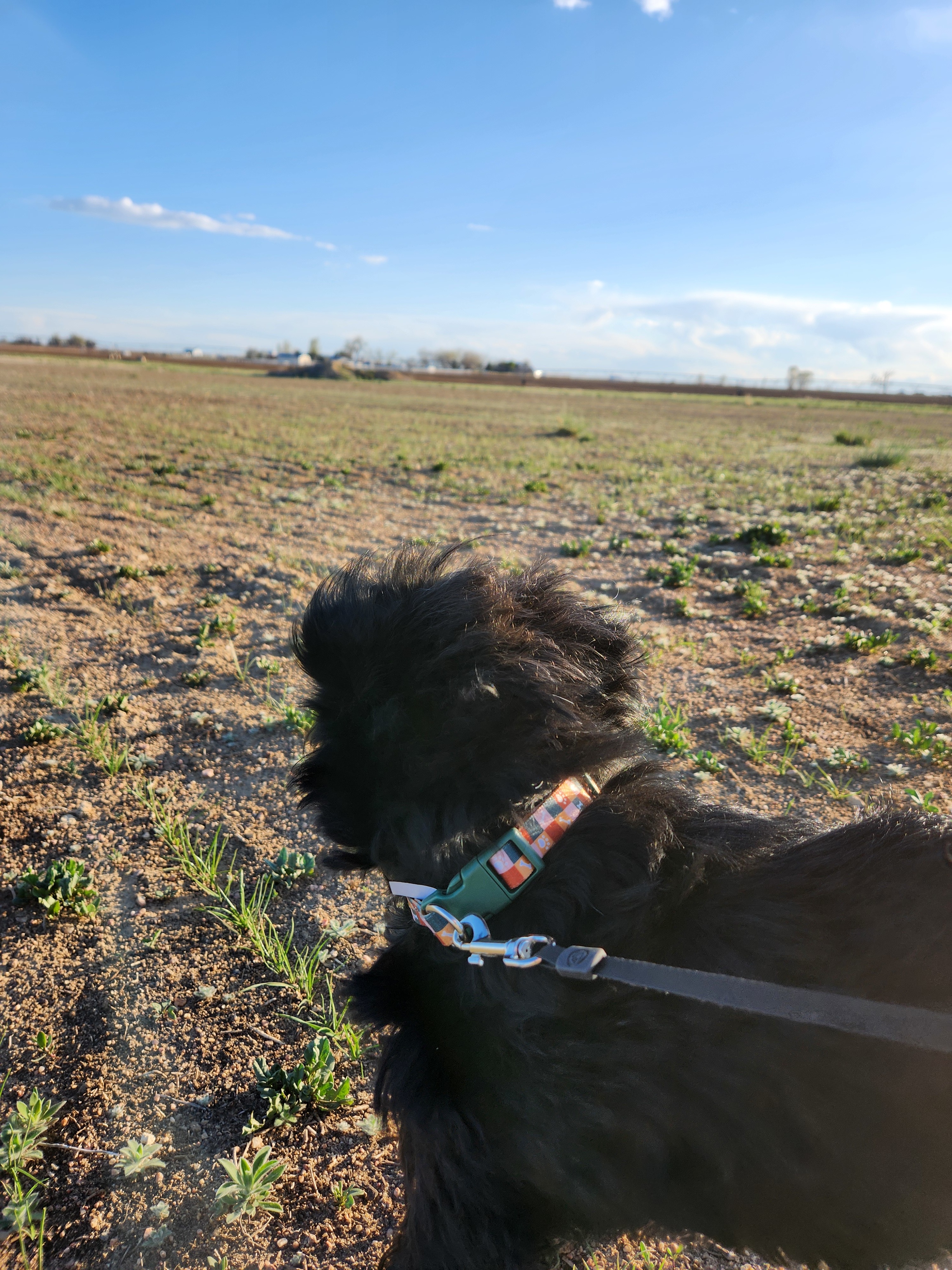 Doc, an adoptable Affenpinscher in Windsor, CO, 80550 | Photo Image 6