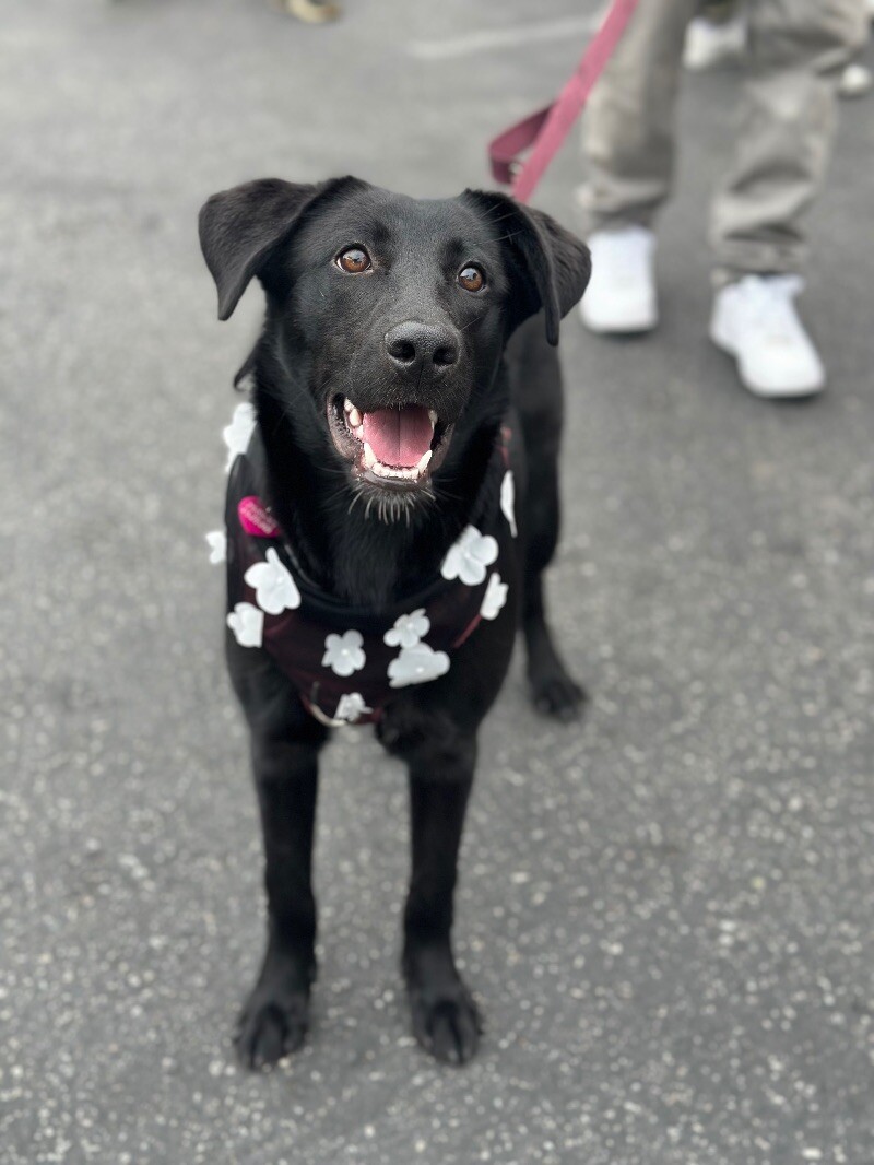 Pepper