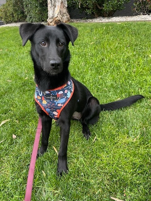 Pepper