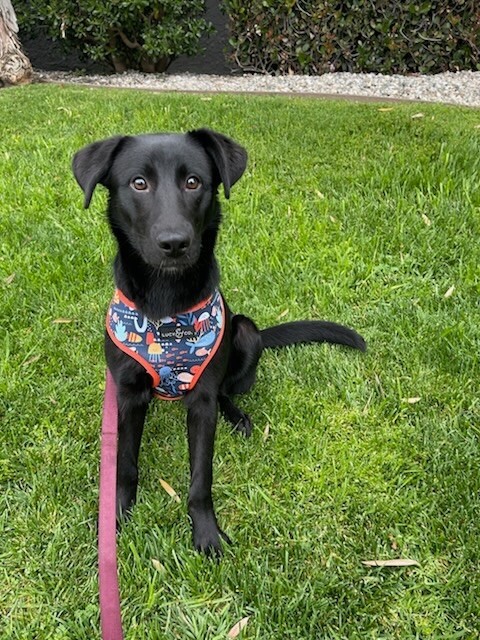 Pepper