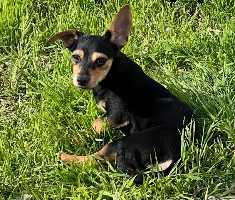 Primo