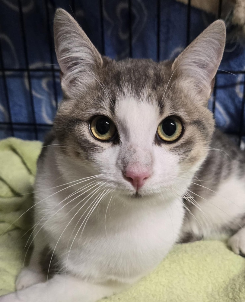 Farley, an adoptable Domestic Short Hair in Salinas, CA, 93905 | Photo Image 1