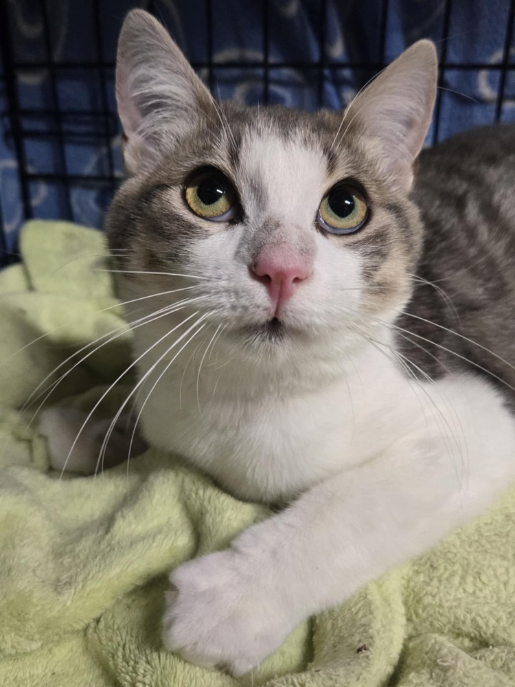 Farley, an adoptable Domestic Short Hair in Salinas, CA, 93905 | Photo Image 2