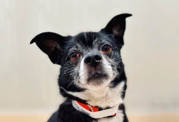 Oscar