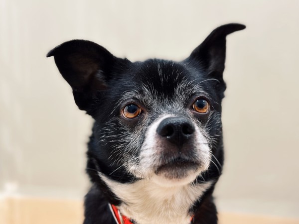 Oscar