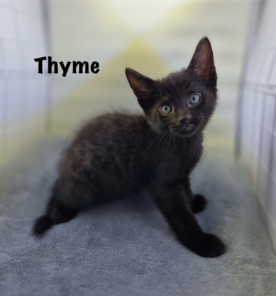 Thyme, an adoptable Domestic Short Hair in Hoover , AL, 35226 | Photo Image 2