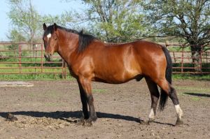 Dollar, Adult Female unknown