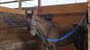 Cocoa photo 2