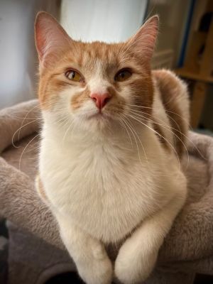 Flora 21, Young Female Domestic Short Hair