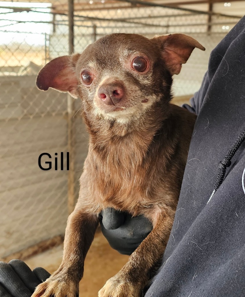 Gill
