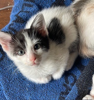 Minnie