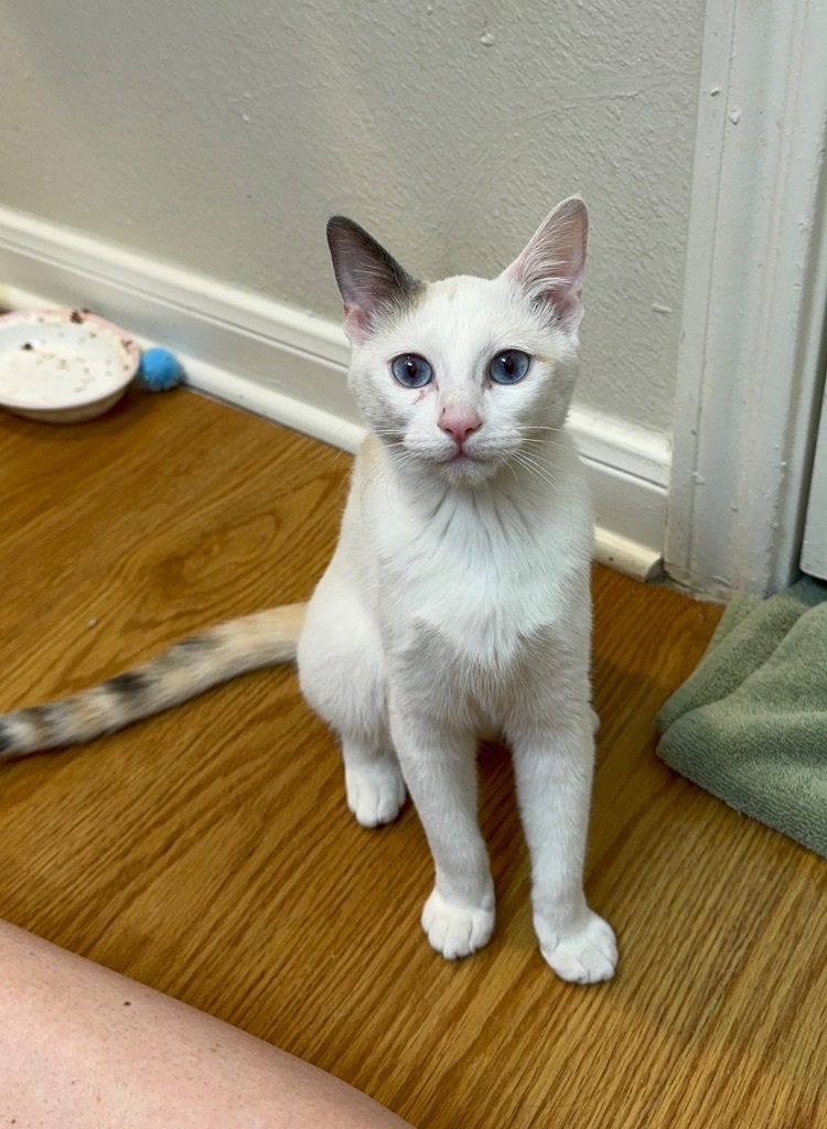 Juniper