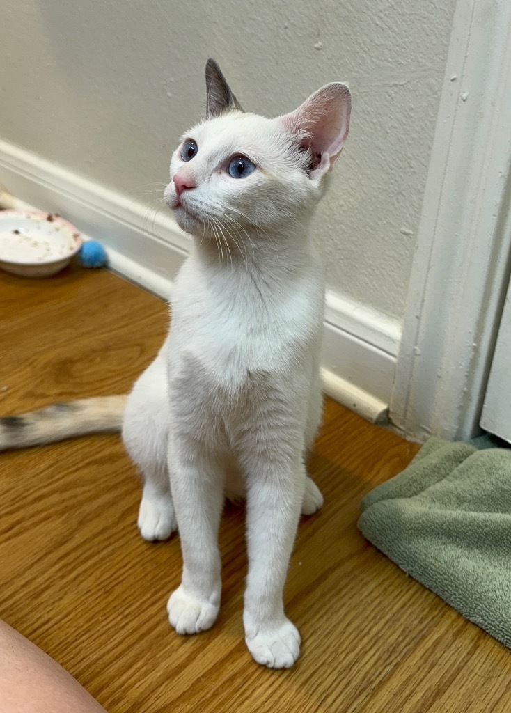 Juniper