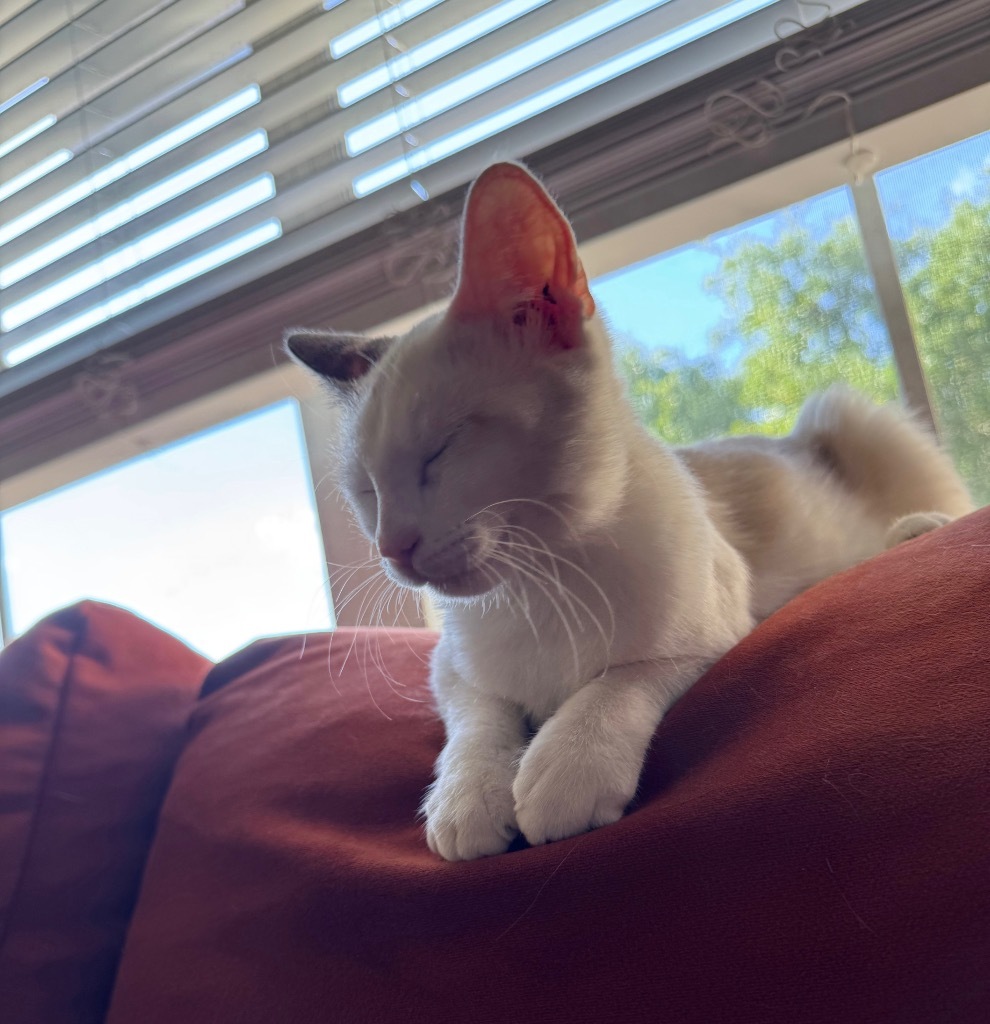 Juniper