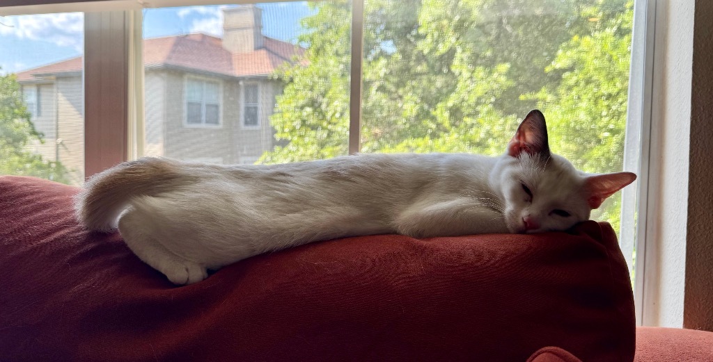 Juniper