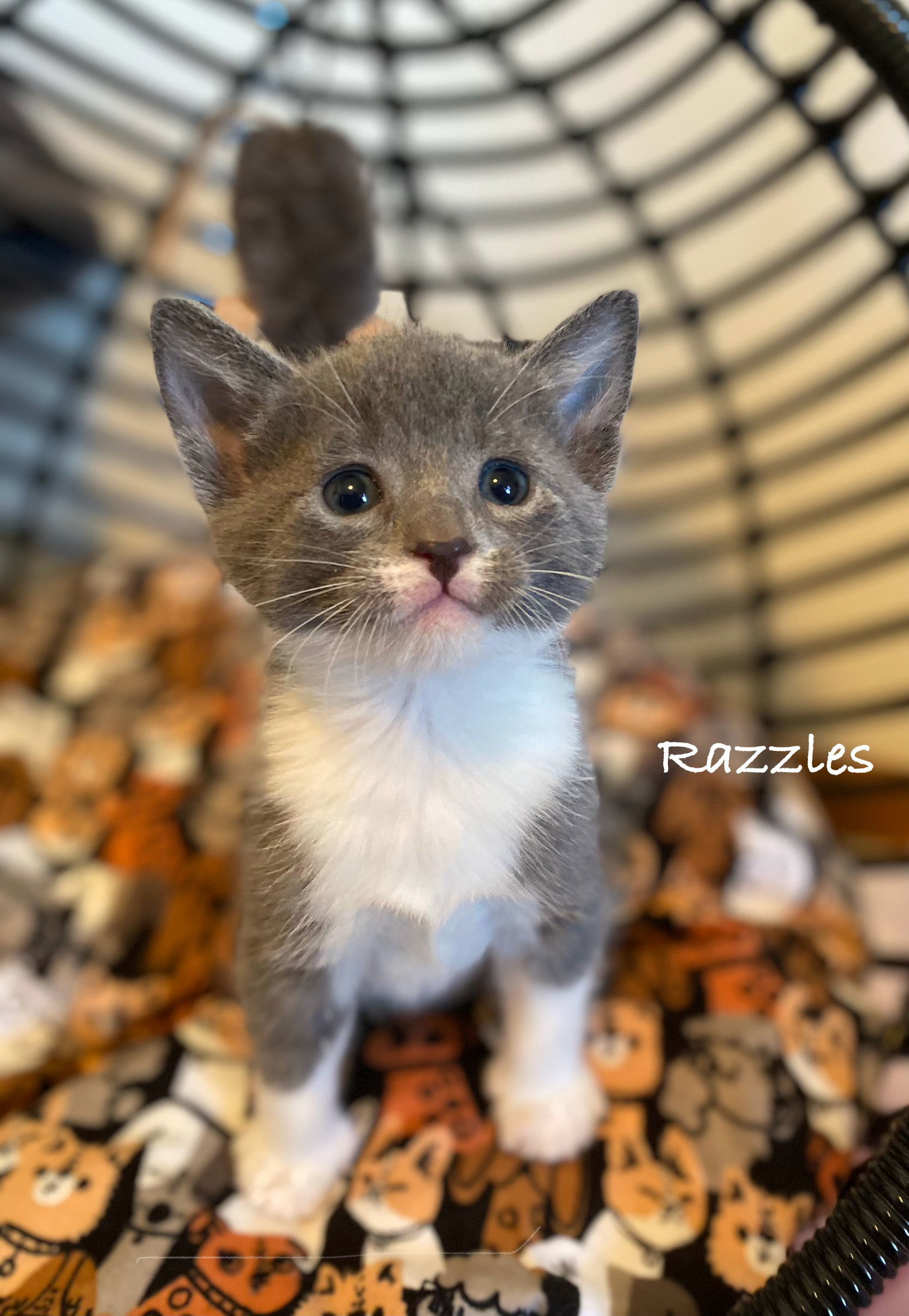 Razzles