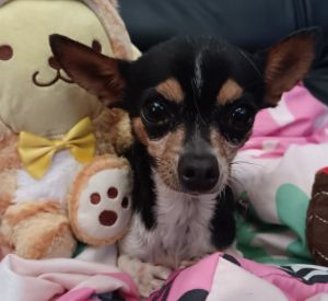 Haven, Adult Female Chihuahua