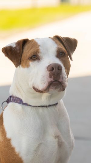 Banana Bread, Adult Female Mixed Breed