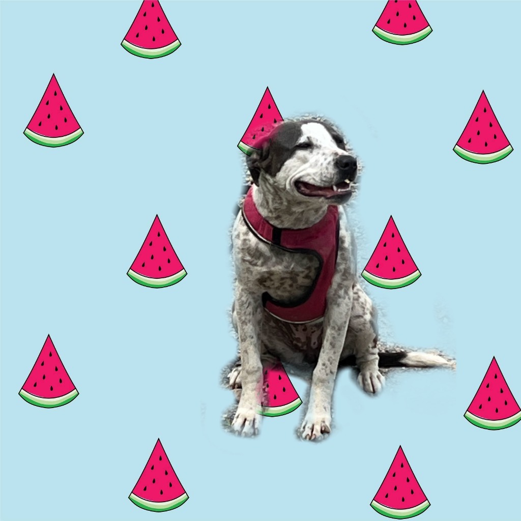 BG