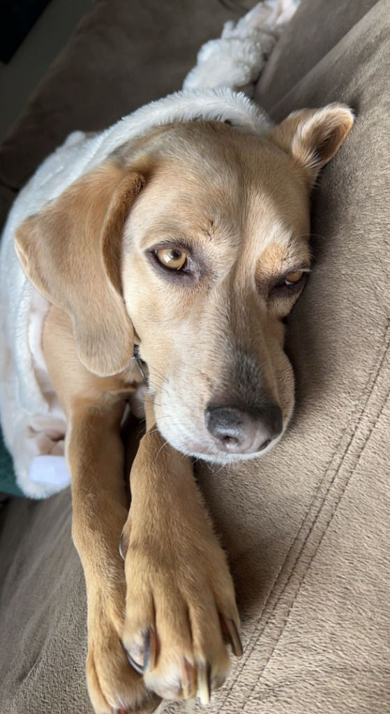 Chance, an adoptable Beagle in St. Cloud, MN, 56301 | Photo Image 1