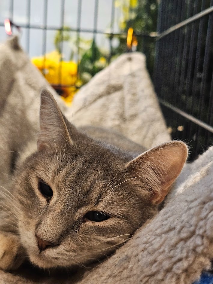 Christina aka Cady, an adoptable Domestic Short Hair in Clearwater, MN, 55320 | Photo Image 2