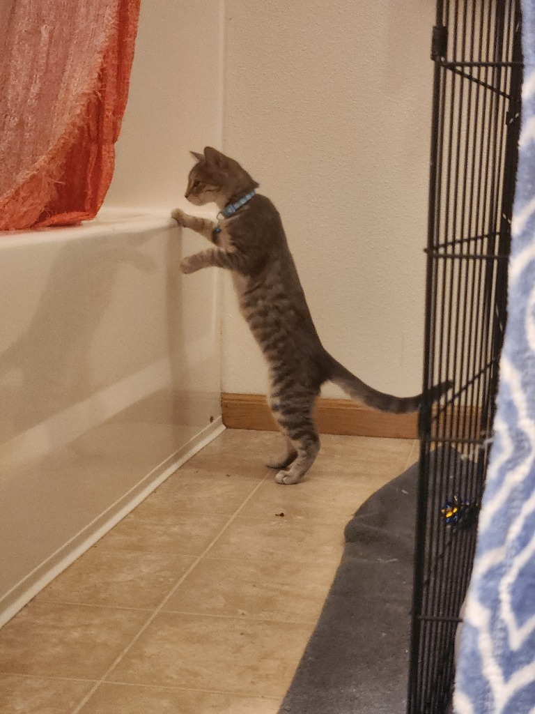 Christina aka Cady, an adoptable Domestic Short Hair in Clearwater, MN, 55320 | Photo Image 3