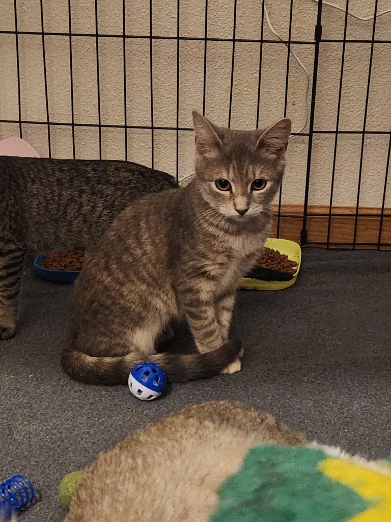 Christina aka Cady, an adoptable Domestic Short Hair in Clearwater, MN, 55320 | Photo Image 4