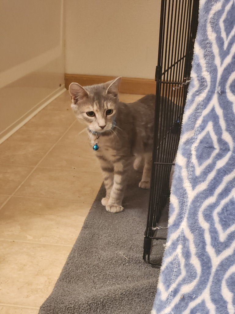 Christina aka Cady, an adoptable Domestic Short Hair in Clearwater, MN, 55320 | Photo Image 5