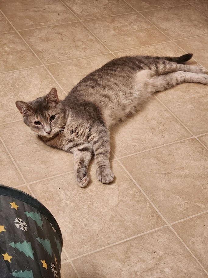 Christina aka Cady, an adoptable Domestic Short Hair in Clearwater, MN, 55320 | Photo Image 6