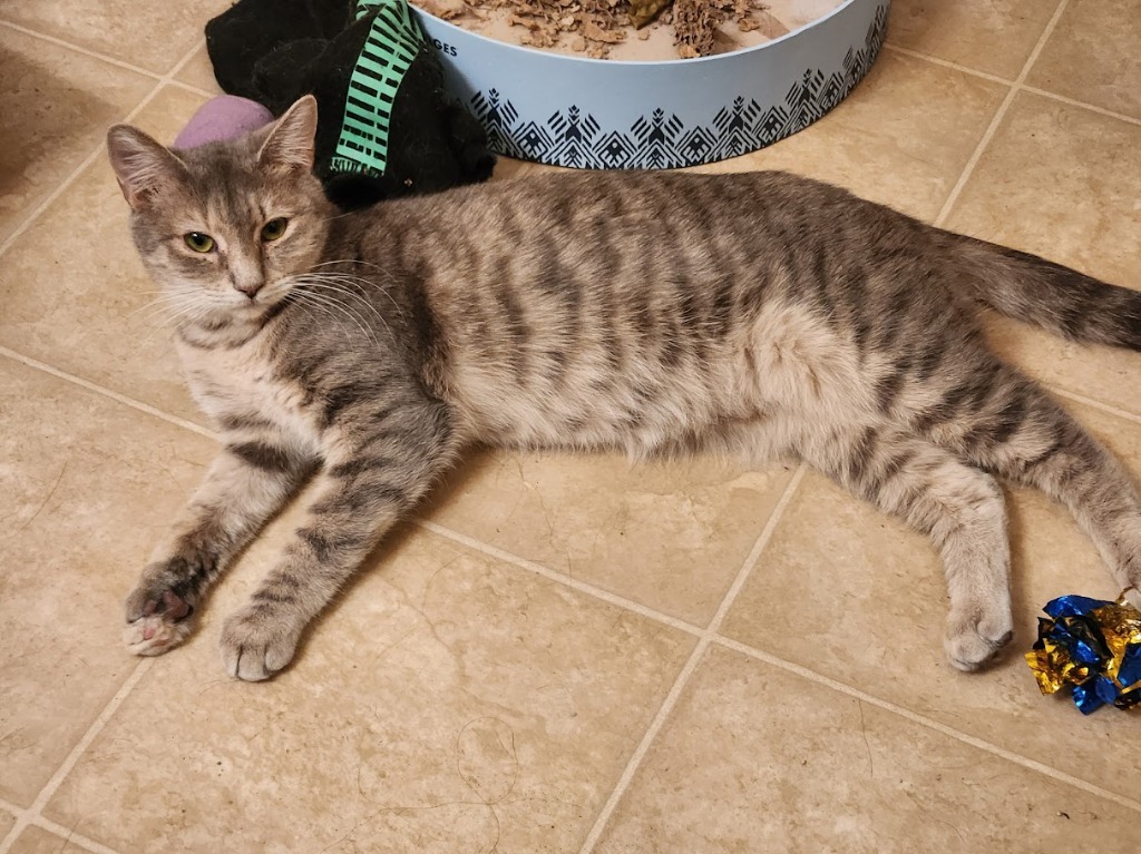 Christina aka Cady, an adoptable Domestic Short Hair in Clearwater, MN, 55320 | Photo Image 7